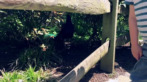 Two Boys Looking at a Peacock Through a Wooden Fence Stock Footage 62994033