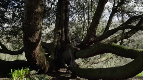 Two boys play in tree on spring day Stock Footage 136906617