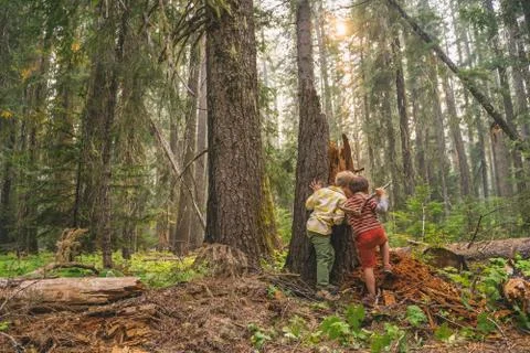 Two boys playing in the forest Stock Photos