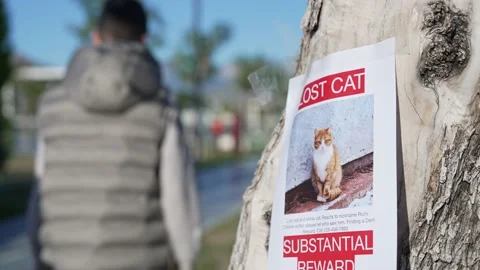 Two boys putting up missing pet banners. Cat lost in big city. Stock Footage 229162406