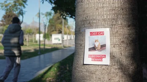 Two boys putting up missing pet banners. Cat lost in big city. Stock Footage 229162584