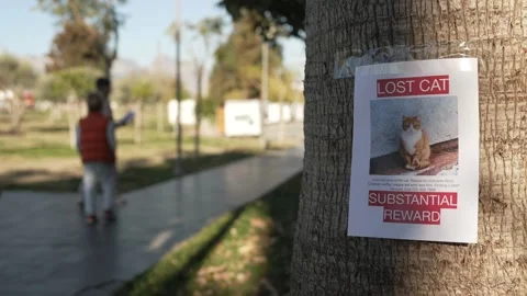 Two boys putting up missing pet banners. Cat lost in big city. Stock Footage 229935651