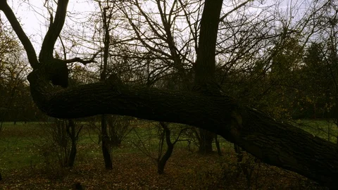 Two boys on tilted tree trunk Video stock 99568279