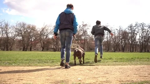Two boys Walking Running their Dog Pit Bull At The City Park Stock Footage 73834599