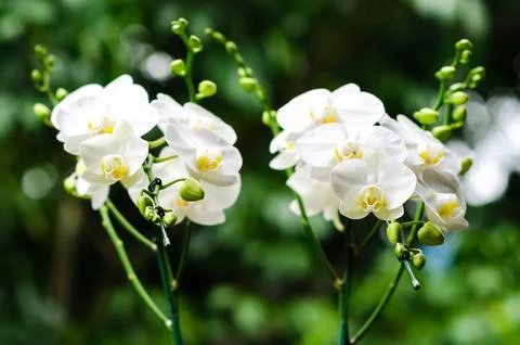 Two branches of blooming white color Phalaenopsis orchid with blurred green.. Stock Photos