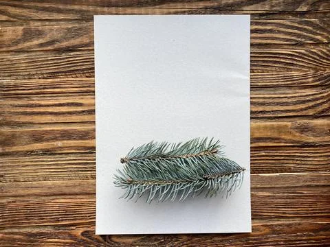 Two branches of a blue spruce on a white sheet of paper, children's creativit Stock Photos