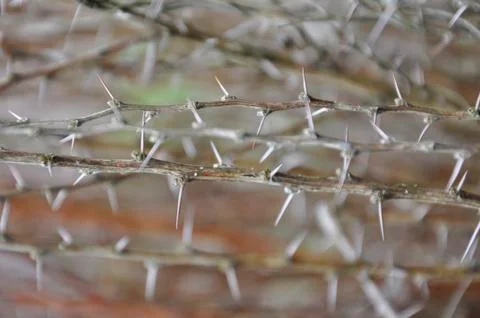 Two branches branch Stock Photos