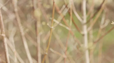 Two branches with buds Vídeos de archivo 22555218