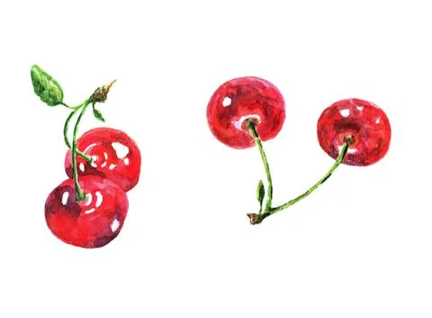 Two branches of cherry, watercolor Stock Illustration