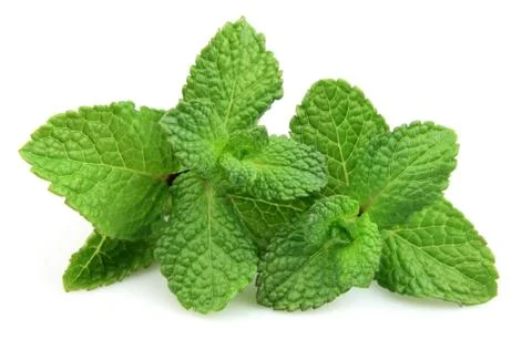 Two branches of fresh mint Stock Photos