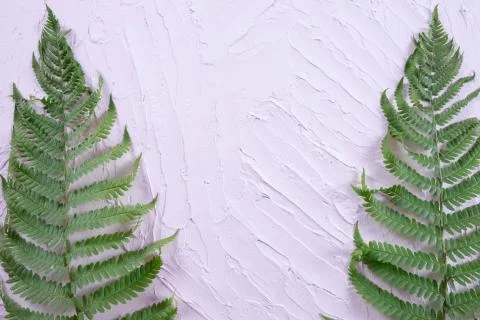 Two branches of green spring fern on the wall Stock Photos