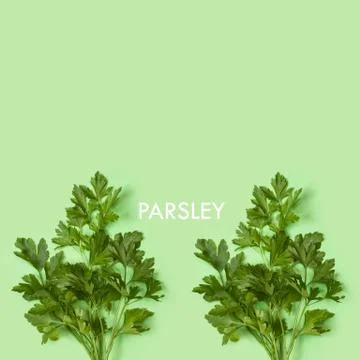 Two branches of parsley on a green background in a top view Foto stock