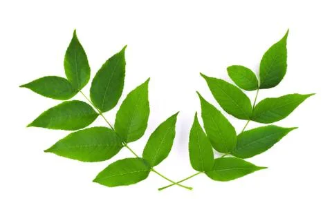 Two branches Stock Photos