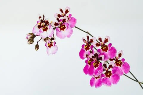 Two branches of Pink blooming Dancing Lady Orchid Stock Photos