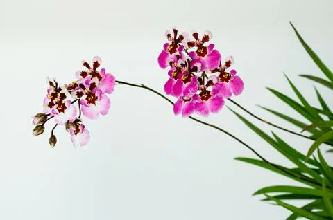 Two branches of Pink blooming Dancing Lady Orchid Stock Photos