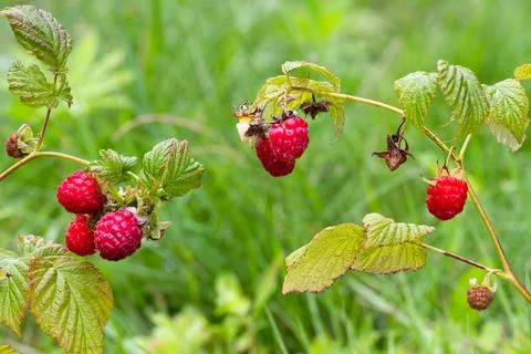 Two branches of raspberries with berries Stock Photos