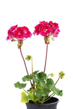 Two branches with red geranium inflorescences isolated on a white background. Stock Photos