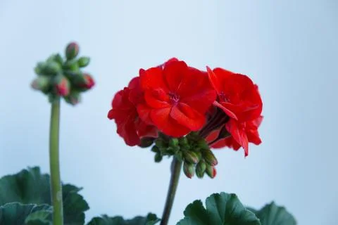 Two branches with red geranium inflorescences isolated on a light background. Stock Photos