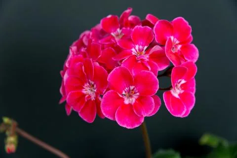 Two branches with red geranium inflorescences isolated on a black background. Stock Photos