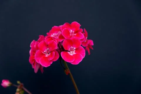 Two branches with red geranium inflorescences isolated on a black Stock Photos