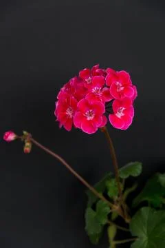 Two branches with red geranium inflorescences isolated on a black background. Stock Photos