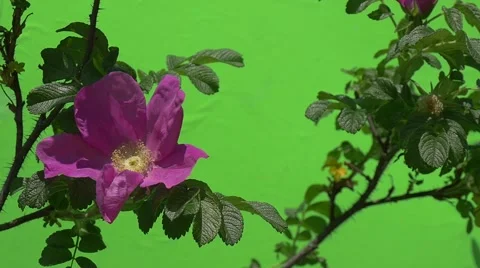 Two Branches of Roses on The Bush, Violet Flowers, Slow Motion Stock Footage 50549493