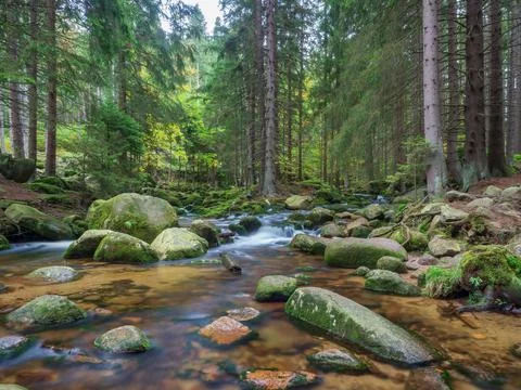 Two branches of Szklarka river circle the piece of the ground with tall conif Stock Photos