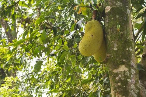Two Bread Tree Fruits Foto stock