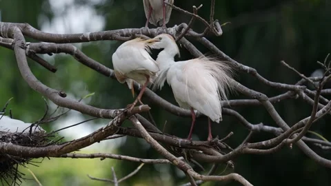 Two Breeding Western Cattle Egrets (Ardea ibis) Perched Together on Tree Stock Footage 339510409