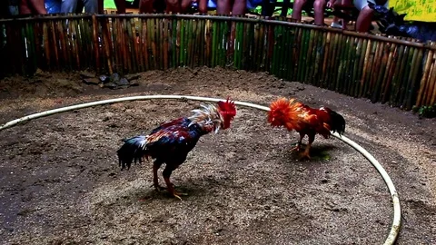 Two Bright Cocks Fight in Battle on Round Ring 스톡 동영상 76550391