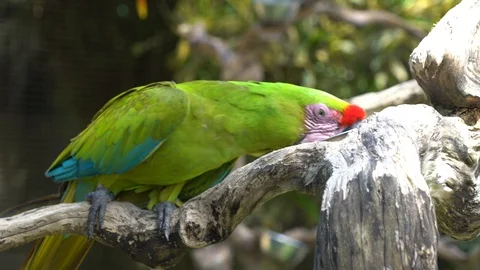Two bright green large parrots close-up on a branch. Stock Footage 112594765