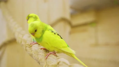 Two bright multi-colored parrots are sitting on a rope. Domesticated parrot Stock Footage 235270540
