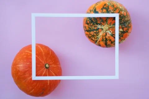 Two bright multi-colored pumpkins on a pink background with a white frame 写真素材