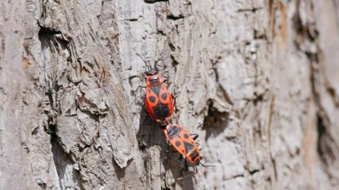 Two bright orange beetles cling to rough tree bark Stock-Footage 333990475