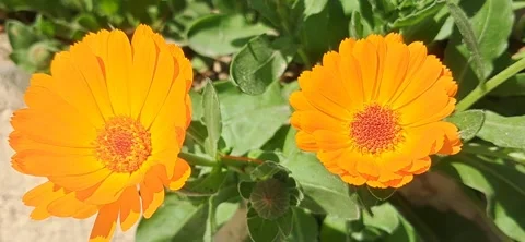 Two Bright Orange Calendula Flowers Blooming Side by Side 動画素材 335081921