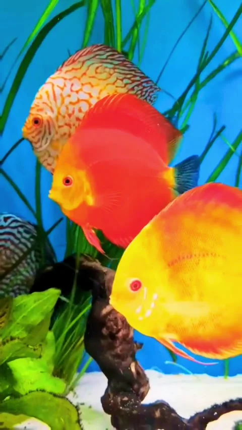 Two Bright Orange Discus Fish Swimming Together Stock Footage 336903567