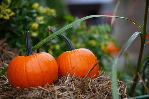 Two bright orange pumpkins on the hay. Stock Photos