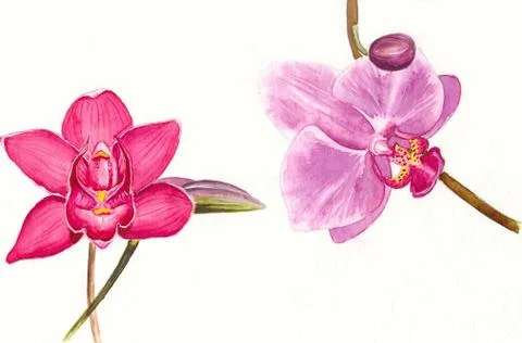 Two bright pink orchids Stock Illustration