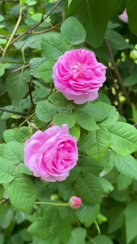 Two bright pink roses bloom in a lush summer garden Stock Footage 310548009