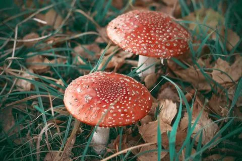 Two bright red poisonous toadstools grow in a clearing dotted with fallen aut Stock Photos