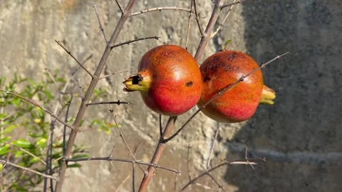 Two bright red pomegranates close-up, fused together, swaying on a branch Stockbeeldmateriaal 288859822