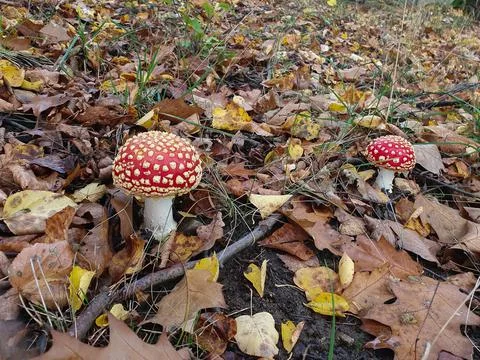 Two bright red toadstools grown in fallen autumn leaves Stock Photos