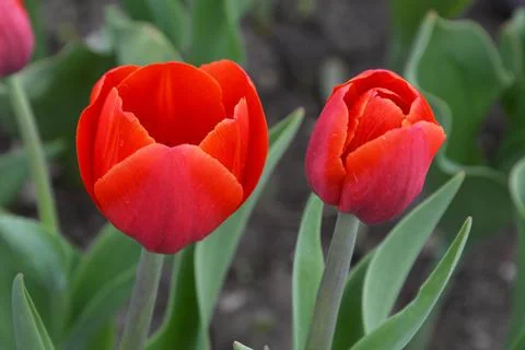 Two bright red tulips on a background of green leaves. Spring flowers. Stock Photos
