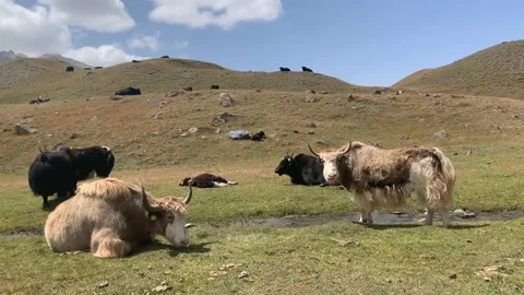 Two bright unique yaks graze on the green hills of the Pamirs Video stock 213165846