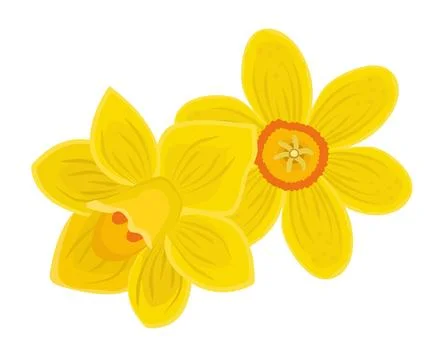 Two bright yellow daffodils Stock Illustration
