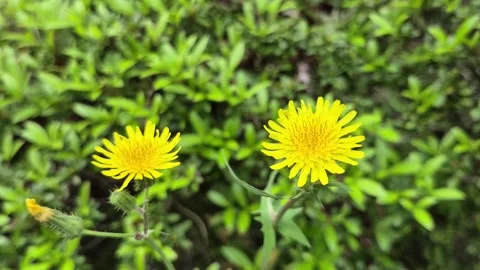 Two bright yellow dandelion Vidéo 338317481
