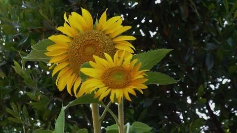 Two bright yellow sunflowers bloom against dark green foliage Stock Footage 341381751