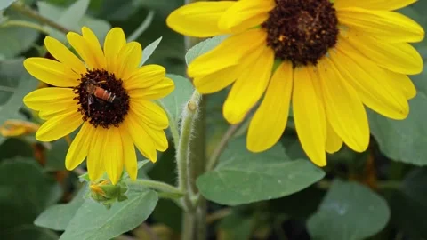 Two Bright Yellow Sunflowers with Pollinating Honeybee. Stockbeeldmateriaal 340046865