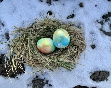 Two brightly colored eggs are nestled in a nest made of dried grass, sitting on Foto stock