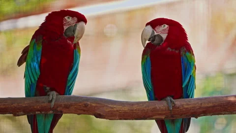 Two of brightly colored parrots sitting on a perch. Parrots are colorful Stock Footage 305635804